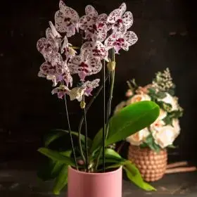 עציצים וסחלבים