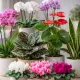 Pots and orchids