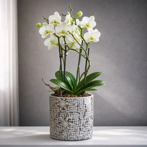 סחלב לבן זוגי בכלי מעוצב