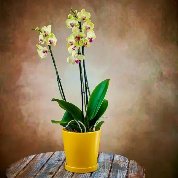 Spectacular orchid plant