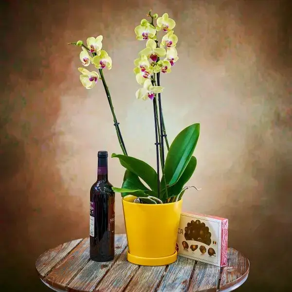 מארז סחלב זוגי שוקולד ויין מארז סחלב זוגי שוקולד ויין