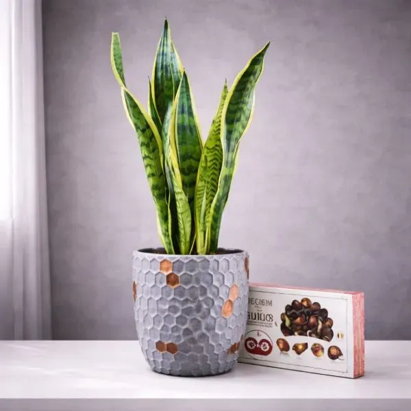 צמח סנסיווריה ושוקולד בלגי