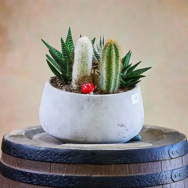 Cactus and Succulent Mix