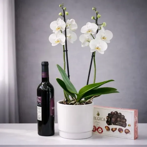 סחלב לבן זוגי עם שוקולד בלגי ויין אדום