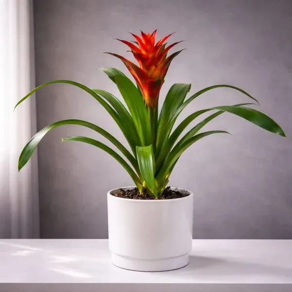 Горшок с гусманией в керамическом сосуде