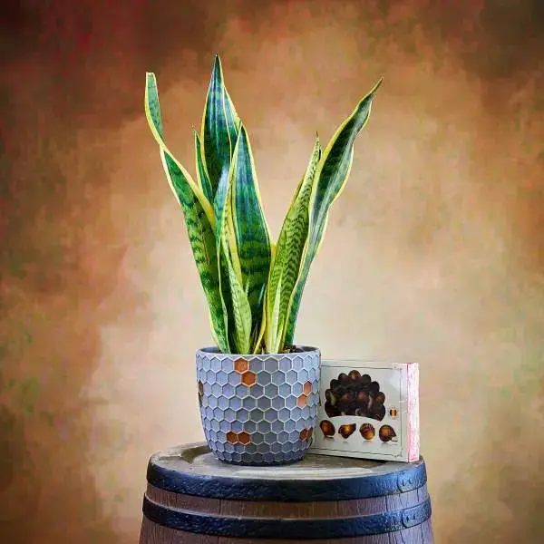 צמח סנסיווריה ושוקולד בלגי צמח סנסיווריה ושוקולד בלגי