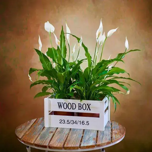 Spathiphyllum Plant Set Spathiphyllum Plant Set