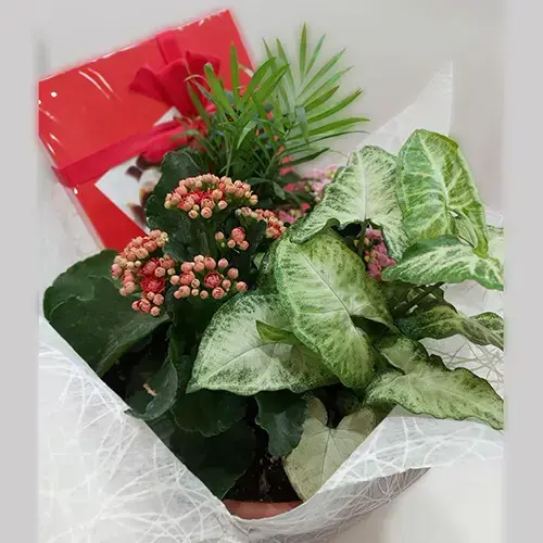 שילוב צמחים