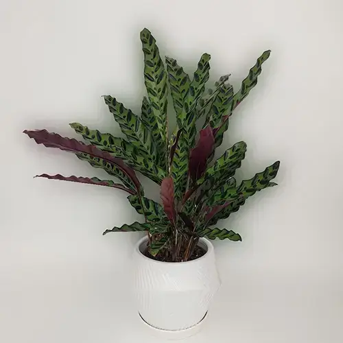 קלתאה אינסיגניס קלתאה אינסיגניס