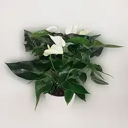 אנטוריום לבן