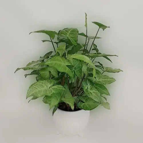 Green syngomium Green syngomium