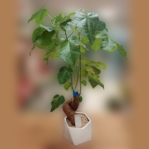 Love tree