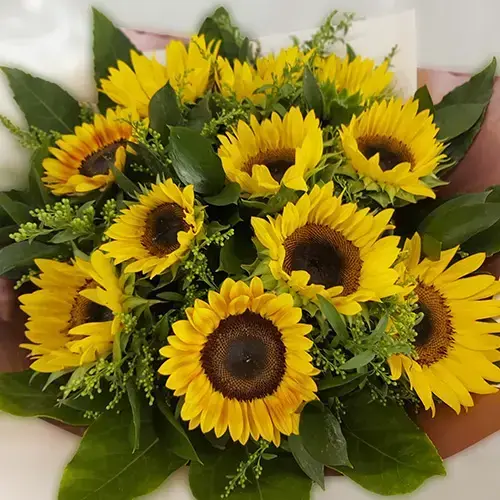 החמניות של ואן גוך החמניות של ואן גוך