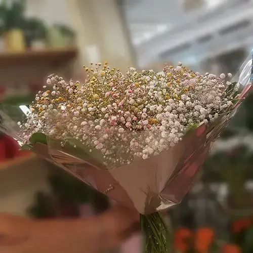 זר גיפסניות