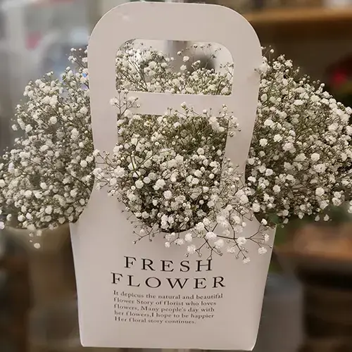 גיפסנית לבנה גיפסנית לבנה