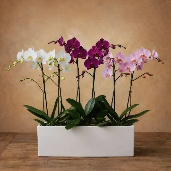 מארז סחלבים יוקרתי