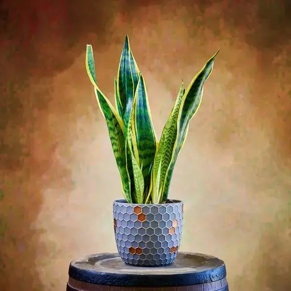 Sansevieria Plant