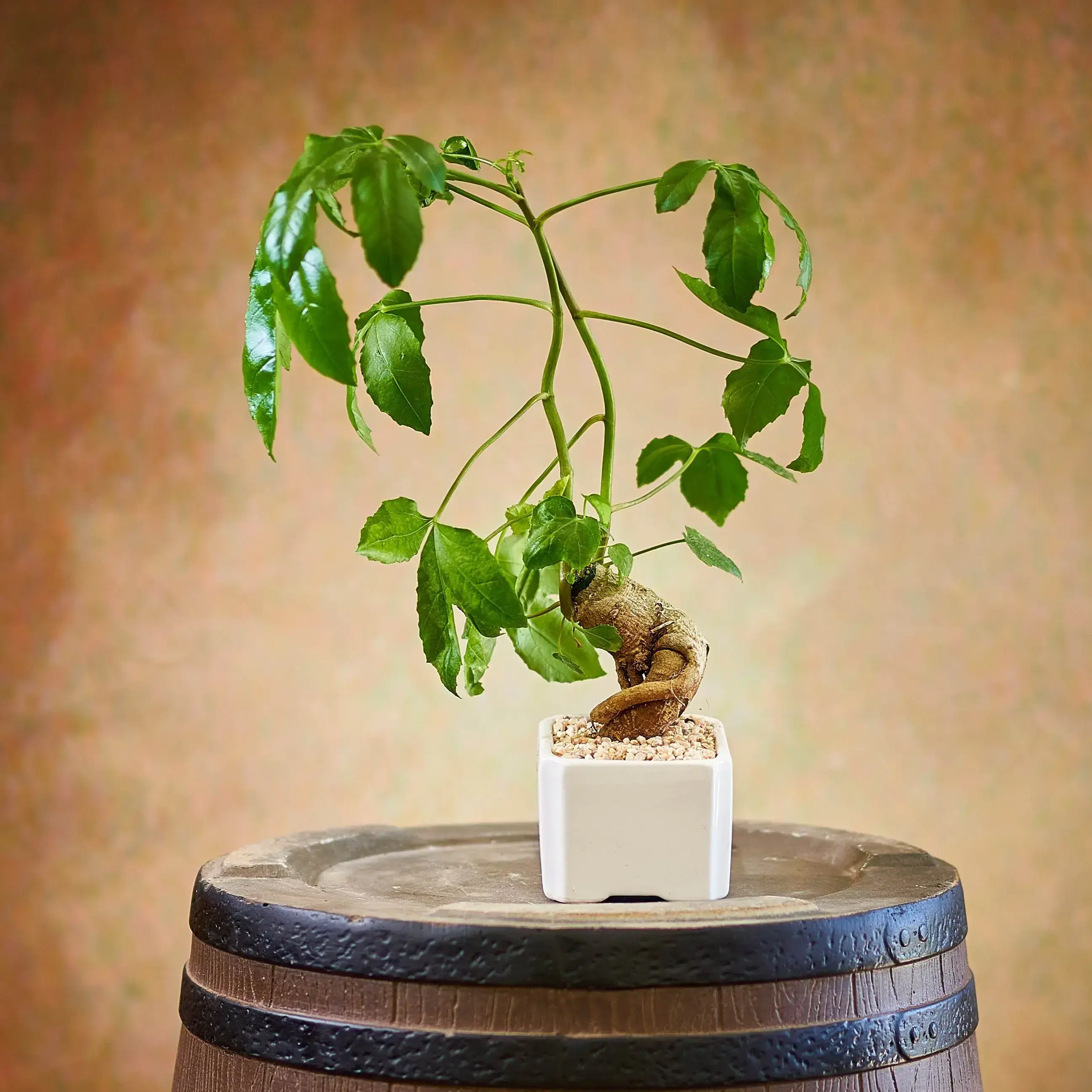 Love bonsai tree Love bonsai tree