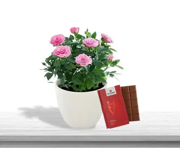 Rose and chocolate pot case