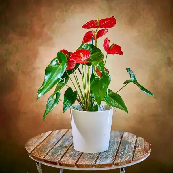  Plant red Anterium