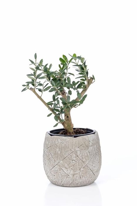 Olive tree in a pottery vessel Olive tree in a pottery vessel