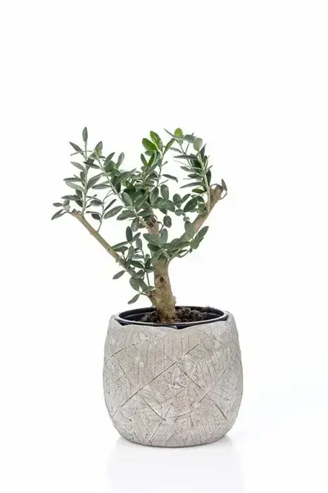 עץ זית ננסי בכלי מחרס