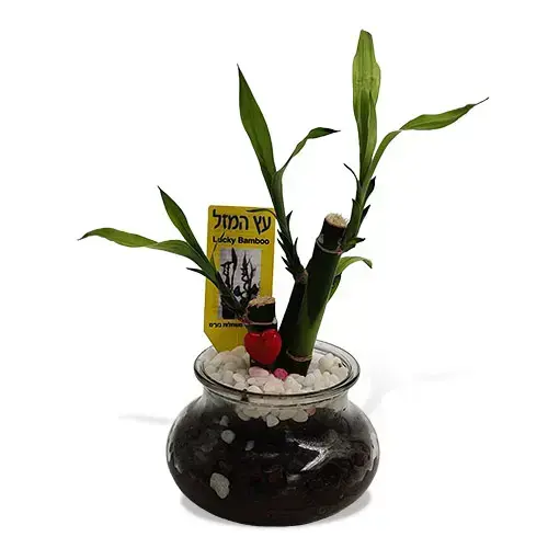 עציץ עץ המזל