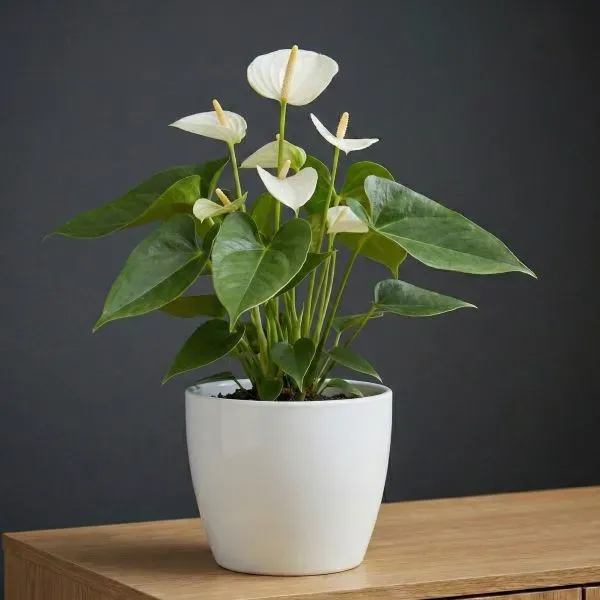 אנטוריום לבן