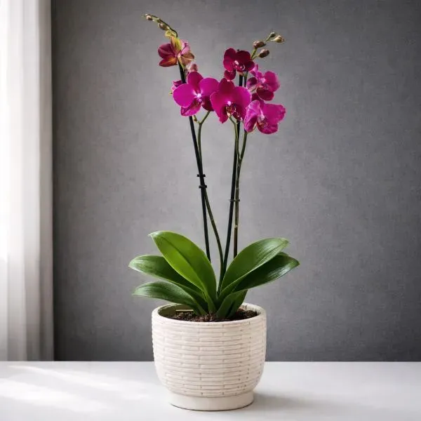 עציץ סחלב זוגי סגול