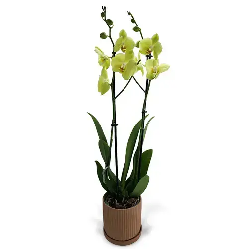 סחלב זוגי צהוב בכלי קרמי