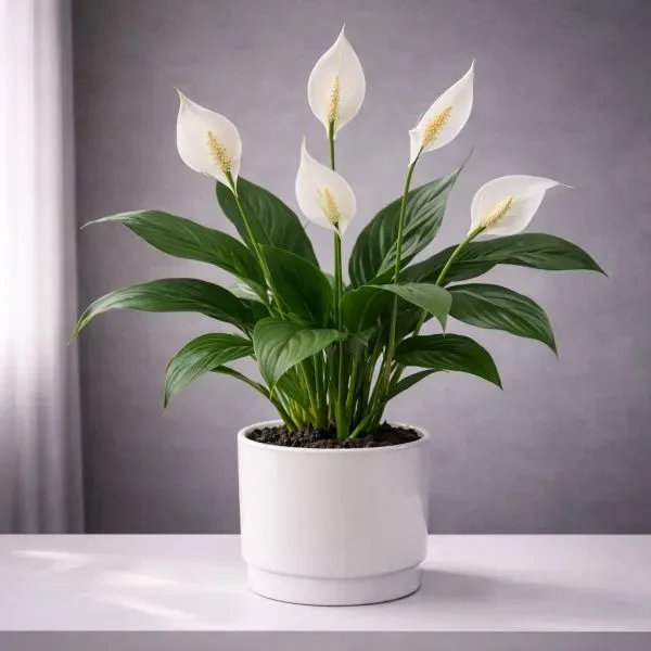 Роскошный горшок для септифиллума