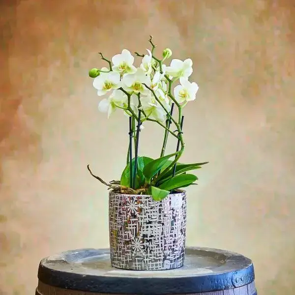 White Double Orchid in a Decorative Pot