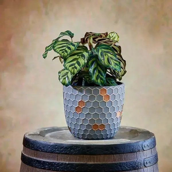 צמח קלתאה בכלי צמח קלתאה בכלי