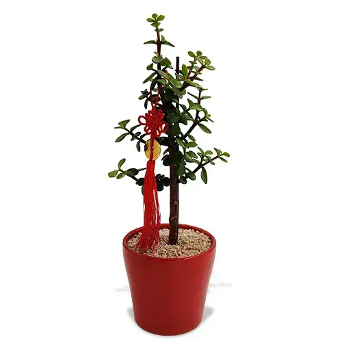 עציץ עץ הכסף עציץ עץ הכסף