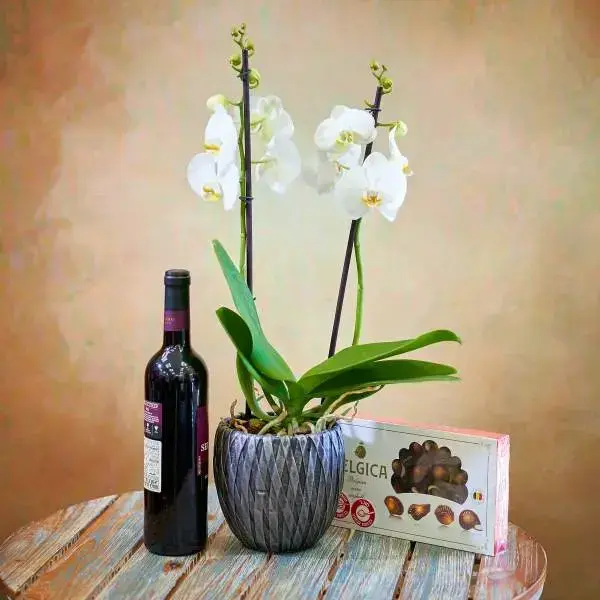 סחלב לבן זוגי עם שוקולד בלגי ויין אדום