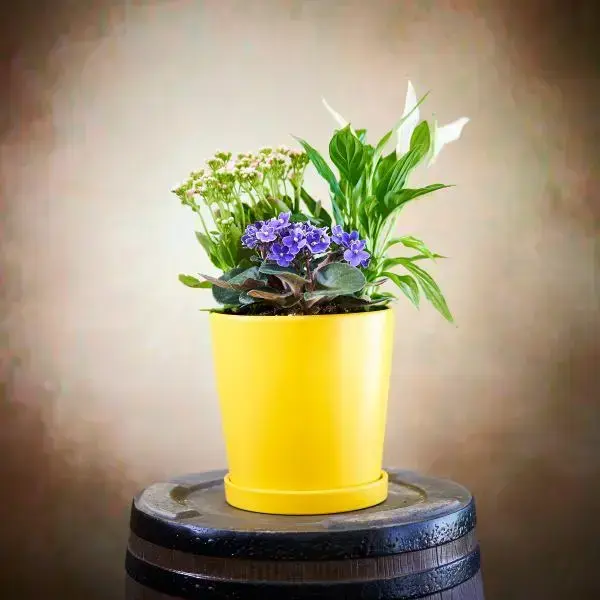 מיקס צמחים פורחים בכלי