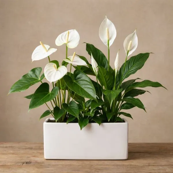 Flowering plants in ceramic pots