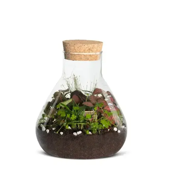 טרריום גדול טרריום גדול