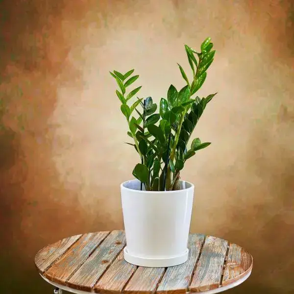 עציץ זמיה קוקולס בכלי לבן אלגנטי