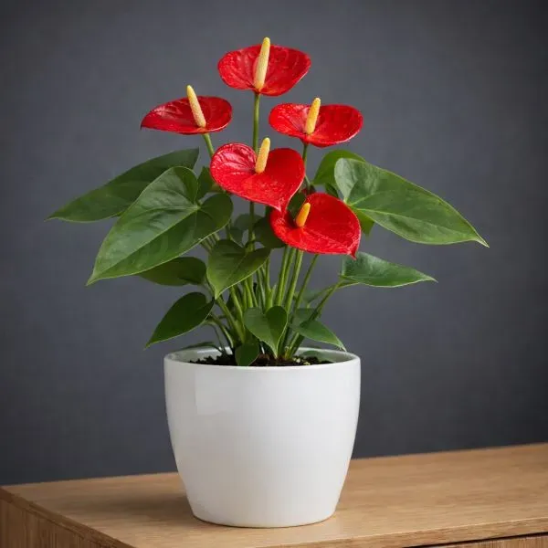  Plant red Anterium