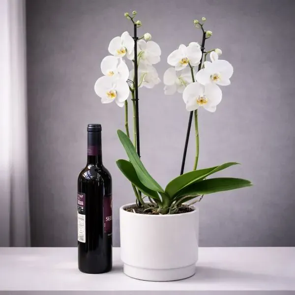 Orchid in a vessel and wine