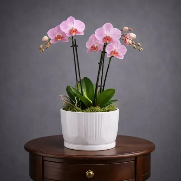 סחלב זוגי סגול יוקרתי