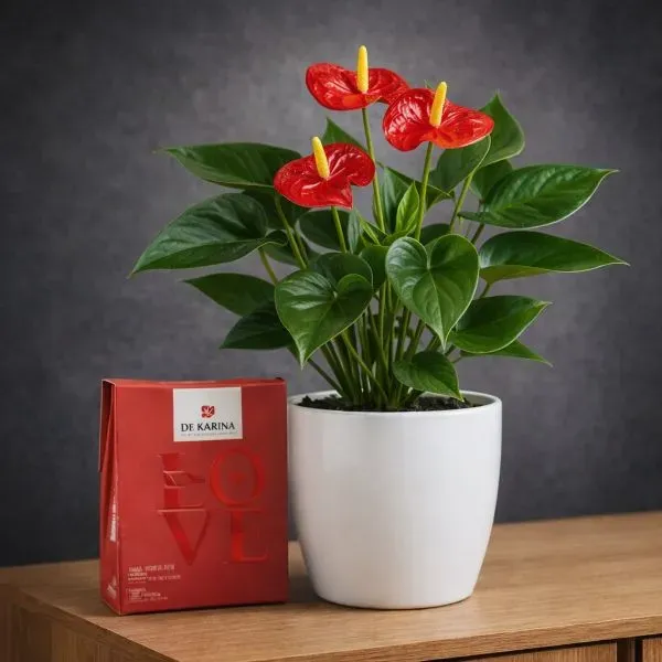 Red Anthurium in Ceramic Pot with Fine Chocolate