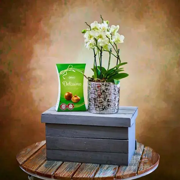 סחלב לבן זוגי בכלי קרמי עם מארז פרלינים