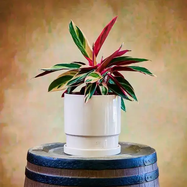 עציץ סטרומנטה צבעונית בכלי