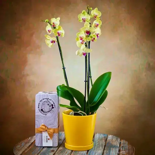 Orchid with pralines