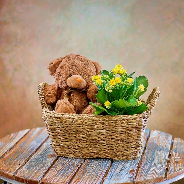 Gift set with teddy bear and plant