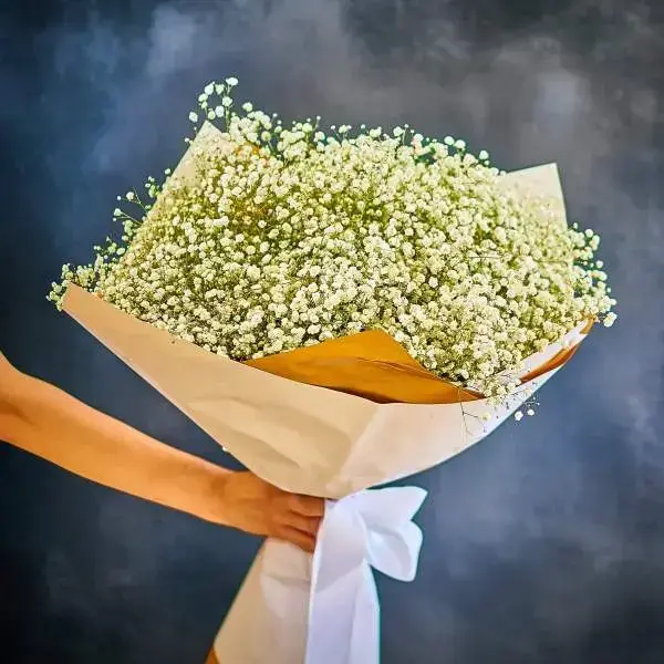 White snow Gypsophila