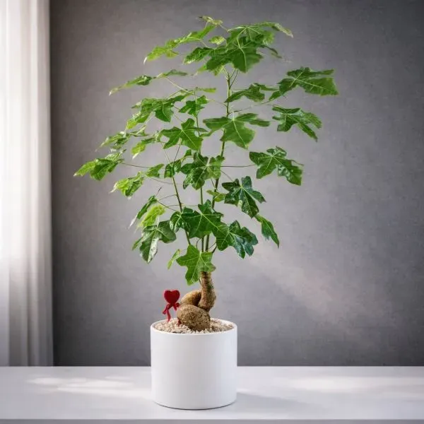 עץ אהבה מפנק