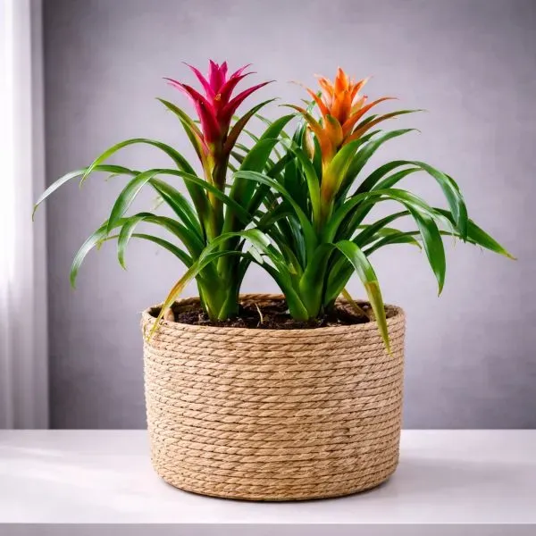 מארז גוזמניה כפול